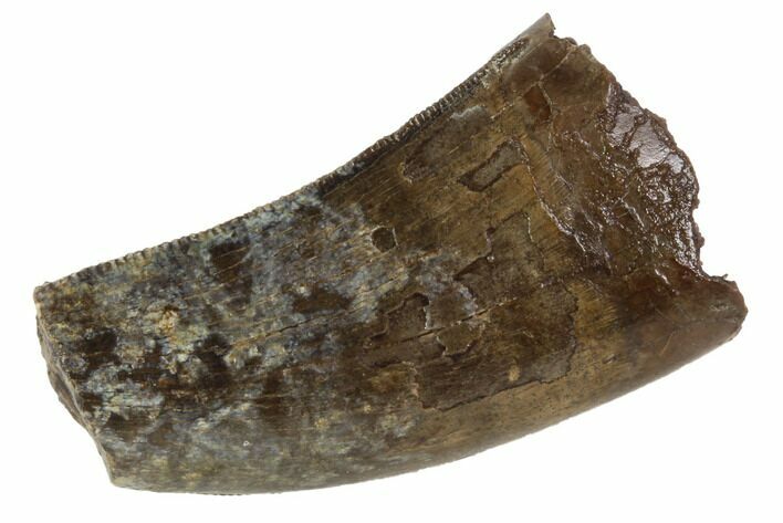 Partial Tyrannosaur (Nanotyrannus) Tooth - Montana #87918